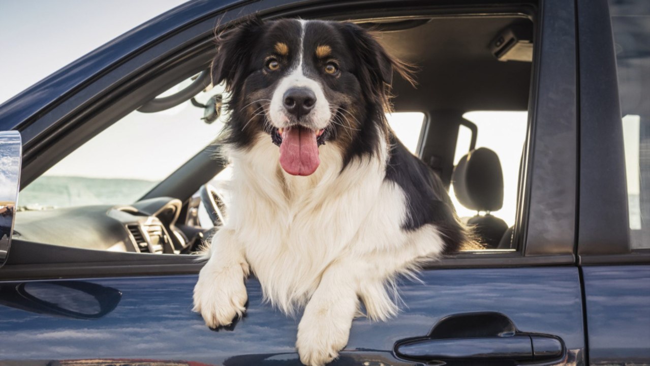 6 Tips for Traveling with Pets