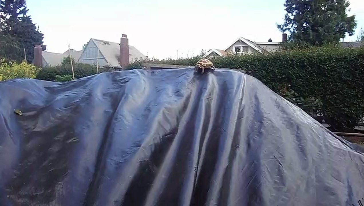 Wilma the Tort loves to Slide !!