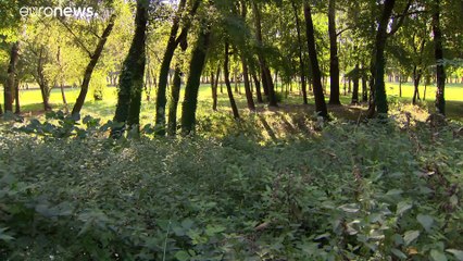 Budapest: Protest gegen mysteriösen Dammbau