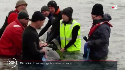 Australie : la course contre-la-montre pour sauver les cétacés échoués