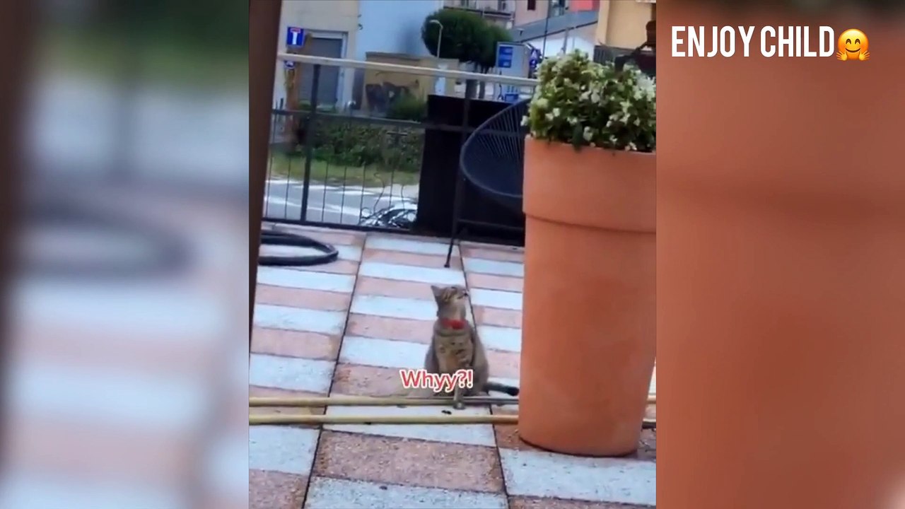 cute cats collections #intrestingvideos