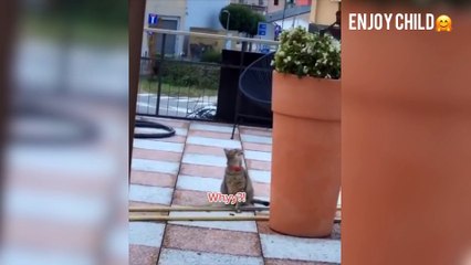 cute cats collections #intrestingvideos