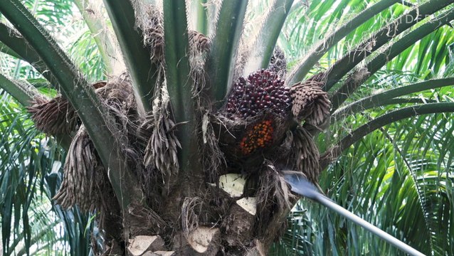 Palm oil can have devastating effects on the communities that make it — and companies are racing to find a sustainable solution