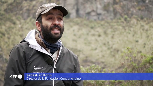 Una pareja entregada a su nido, la carta de salvación de los cóndores andinos