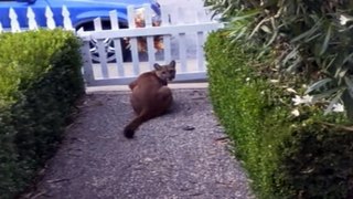 Mountain lion is caught on camera sneakily watching children play in the street