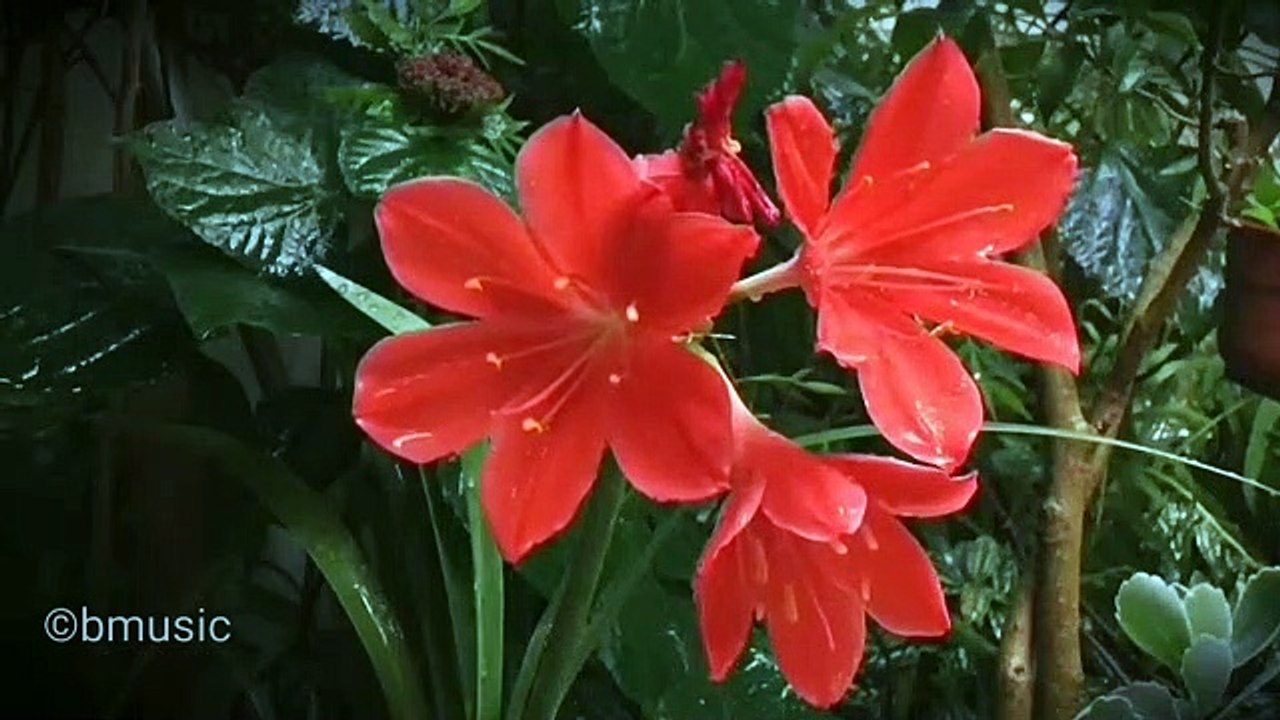 Relaxing music with a sound of rain