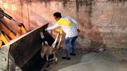 सड़क किनारे पड़ी मृत अवस्था में गोवंश को जेसीबी से उठाया गया