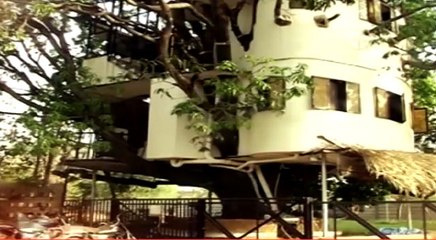 इंजीनियर ने 87 साल पुराने पेड़ पर बनाया 4 मंजिला घर, टहनियां बनीं डाइनिंग टेबल-टीवी स्टैंड