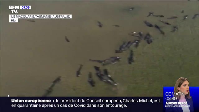 470 cétacés sont piégés dans la baie de Macquarie Harbour, en Australie