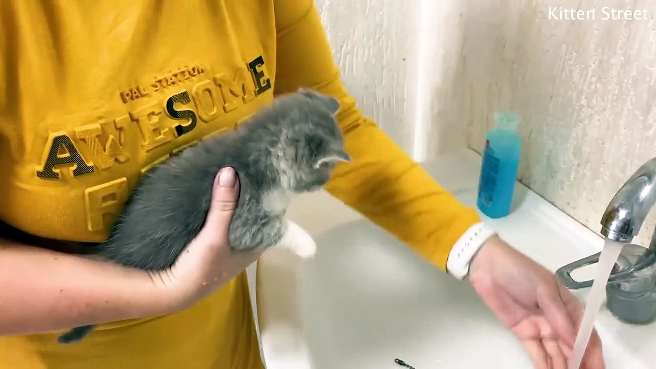 First bath for kitten  and its loud meow