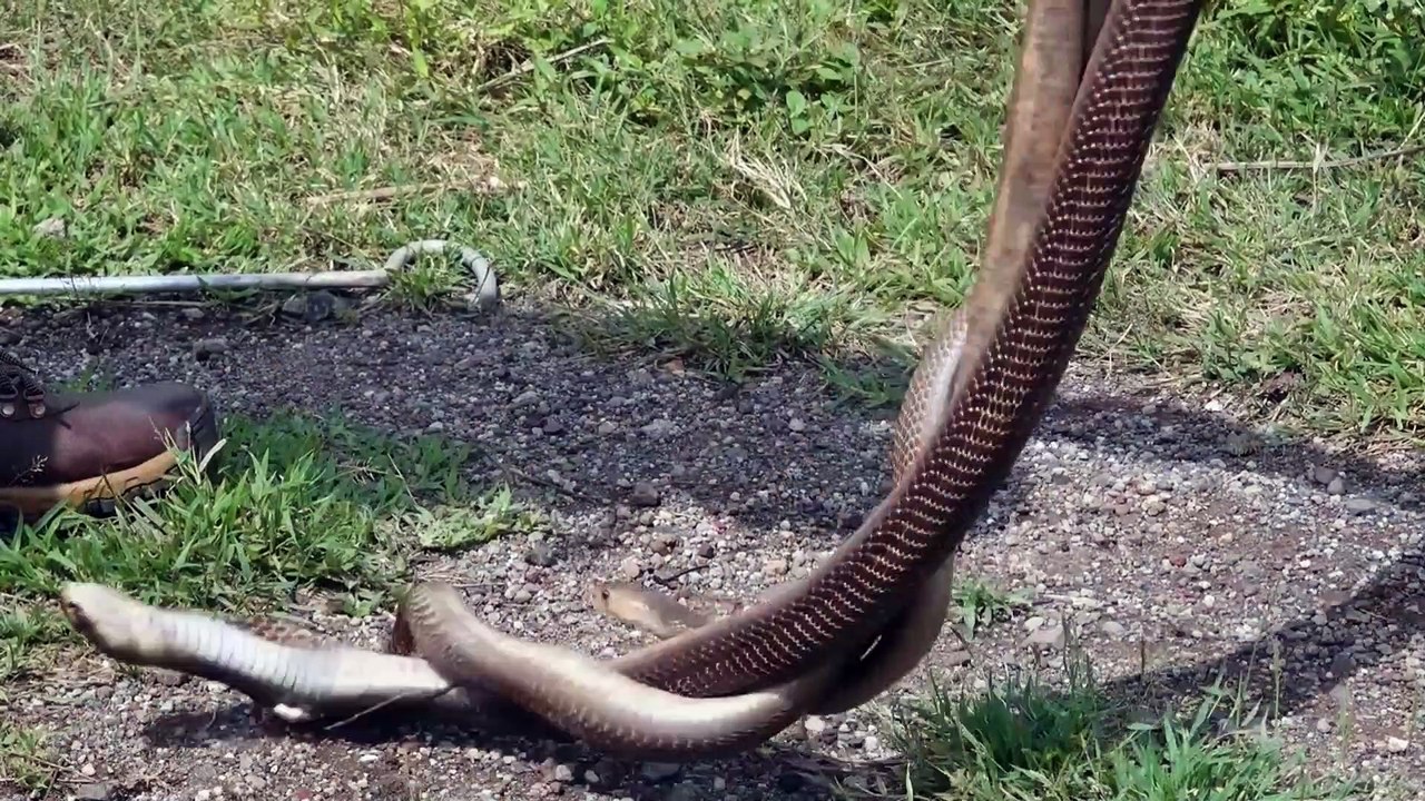 तीनों सांपों की मुठभेड़ देख हो जाएंगे आप हैरान