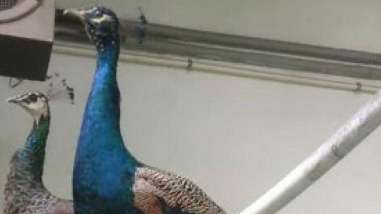 Kaybolan tavus kuşları için seferber oldular