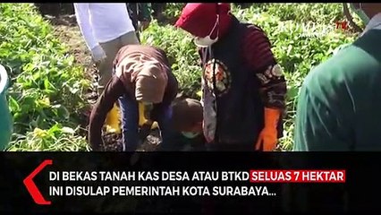 Risma Ajak Warga Panen Ubi di Agrowisata Surabaya
