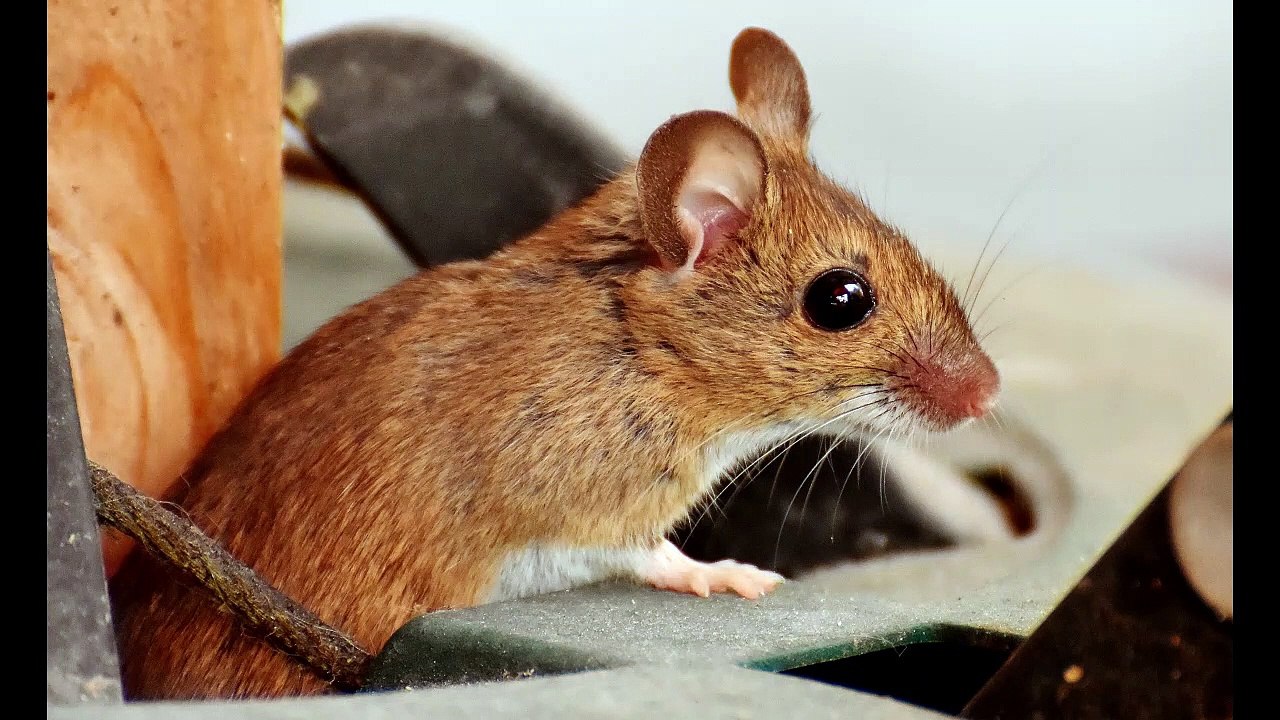 English Synonyms and Antonyms, Section 30: Food to Frugality