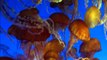 Amazing Deep Ocean Creature Footage & Strange Microscopic Organisms