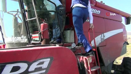 Osmancık'ta çeltik hasadı sürüyor