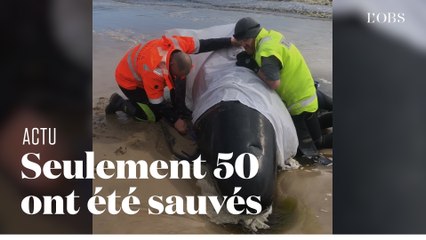Hécatombe en Tasmanie après la mort de 380 "dauphins-pilotes"