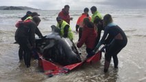 Mueren unas 380 de las ballenas varadas en el sur de Australia