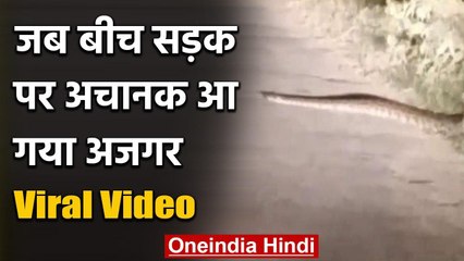Viral Video Himachal में जब बीच सड़क पर अचानक गाड़ी के सामने आ गया अजगर, और फिर | वनइंडिया हिंदी