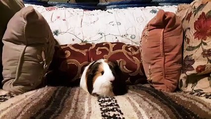 CAVIA PORCELLUS TURMERIC 20191017_121331