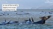 Rescuers work to save whales in worst mass stranding in Australia's history