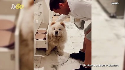 This Funny Dog Refuses to Get Out of His Owner’s Way in the Kitchen!