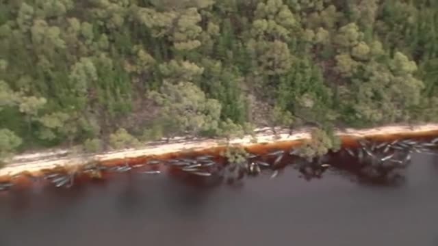 Hallan muertos a casi 200 ejemplares de ballenas piloto