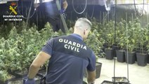 Localizan una plantación de marihuana en Calañas (Huelva)