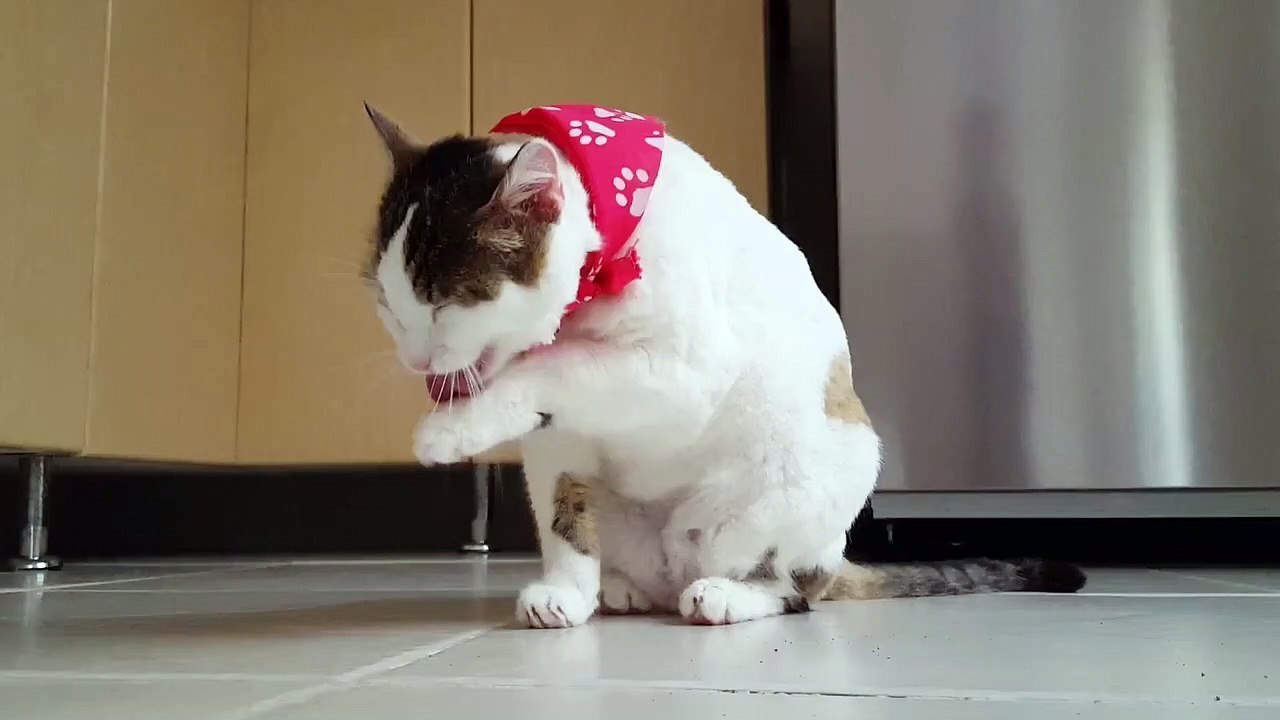 my cat
