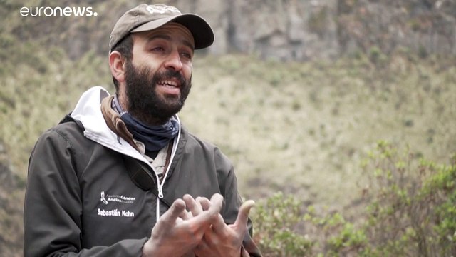 La fértil historia de amor de una pareja de cóndores andinos