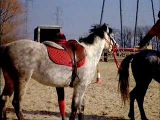 17.02.08 Les Miss Licornes