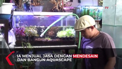 Raih Cuan dari Penjualan Aquascape