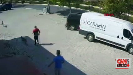 Son dakika... Sokak köpeğini silahla öldürdü | Video