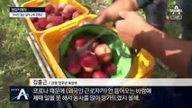 [현장 카메라]외국인 근로자 입국 막혀 인력난…“농사 못 지어요”