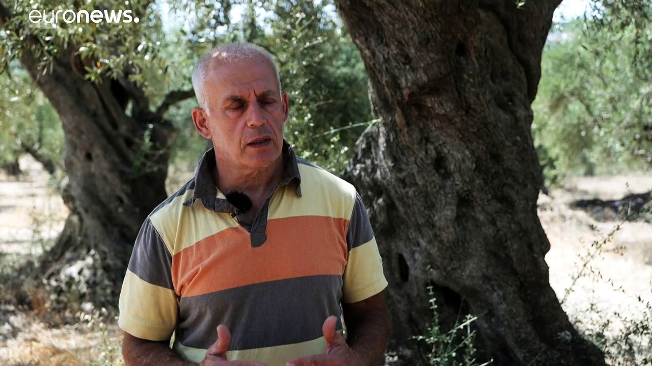 Κλιματική αλλαγή: Ο μεγάλος εχθρός των ελαιόδεντρων