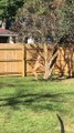 Dog Throws a Tantrum While Trying to Break Tree Branch