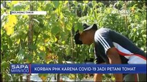 Korban PHK Karena COVID-19 Jadi Petani Tomat