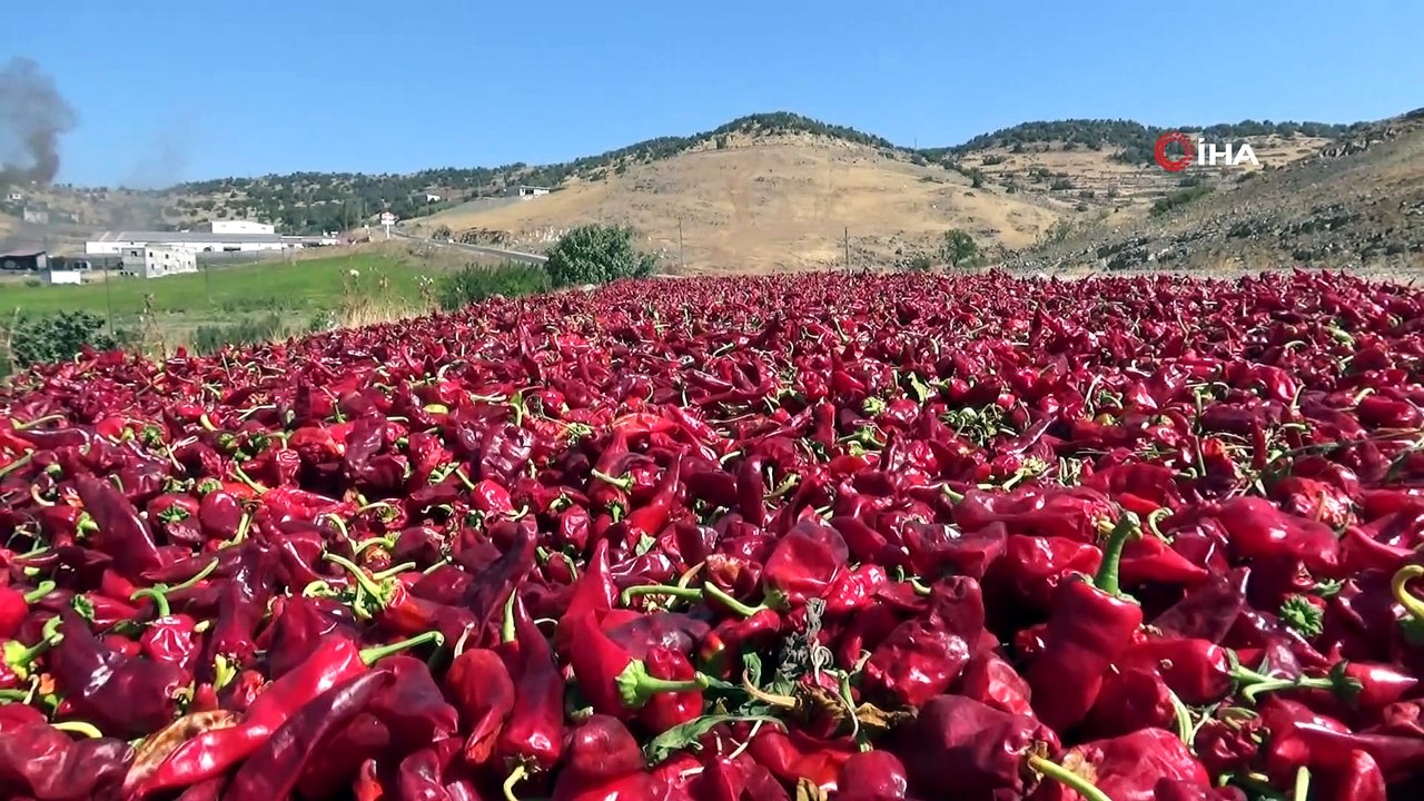 Kilis’te salça ile toz biber zamanı