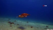 Nesli tükenmekte olan caretta caretta Çanakkale Boğazı’nda böyle görüntülendi