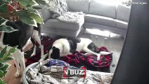 Dogs Caught On Pet Camera Reacting to Incoming Earthquakes