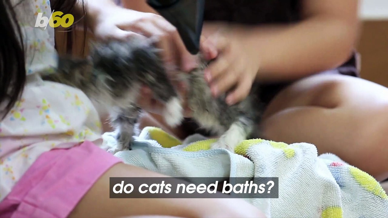 Do Cats Need Baths?