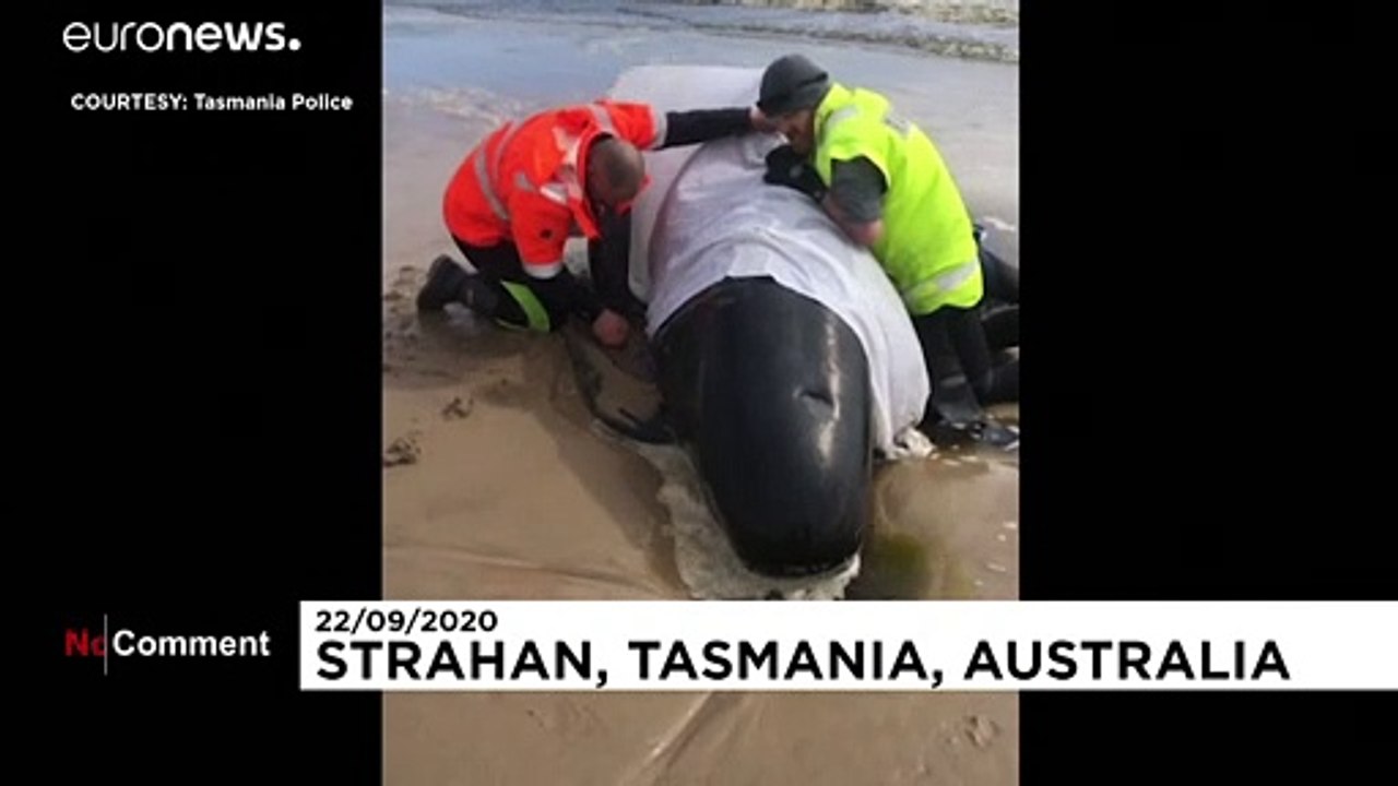 Hunderte gestrandete Grindwale tot