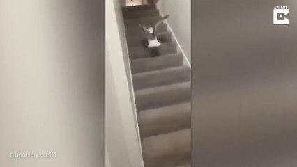 Une mouette curieuse rentre dans leur maison