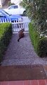 Regardez ce qu'il va découvrir dans son jardin... puma