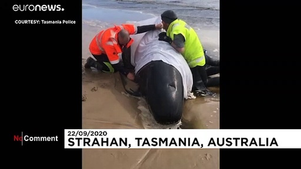 Des cétacés échoués par centaines en Tasmanie