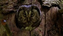 OWLS - Masters of the Night (2020) HD Documentary