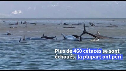 Australie: hécatombe de "dauphins-pilotes" coincés dans une baie