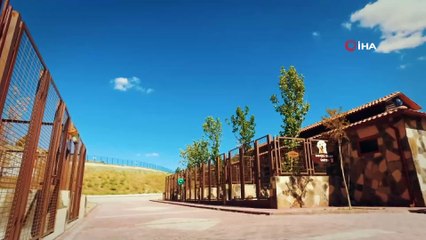 Sokak hayvanlarına şefkat eli