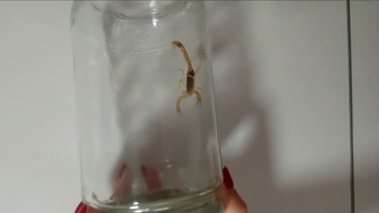 Un escorpión oculto en un bolso comprado en China pica a una mujer en Algemesí