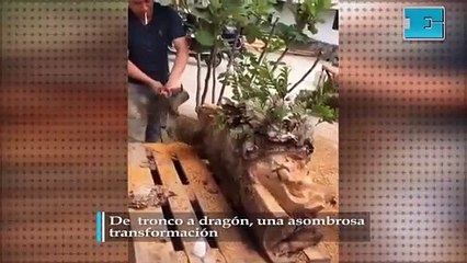 De  tronco a dragón, una asombrosa  transformación